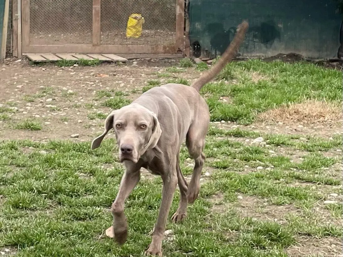 Vuoi adottare un cane a Milano?