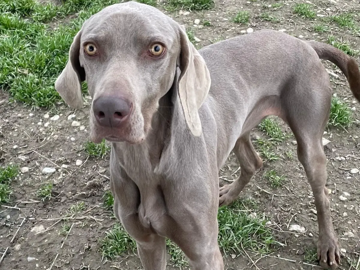 Adozione cane, femmina, Weimaraner Razza sconosciuta, 4 anni e 1 mese, taglia media, Milano
