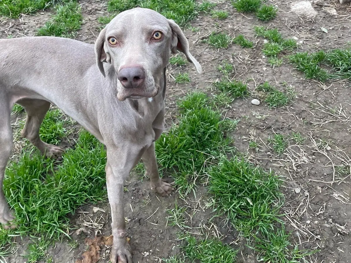 Adotta il cane Bianca a Milano
