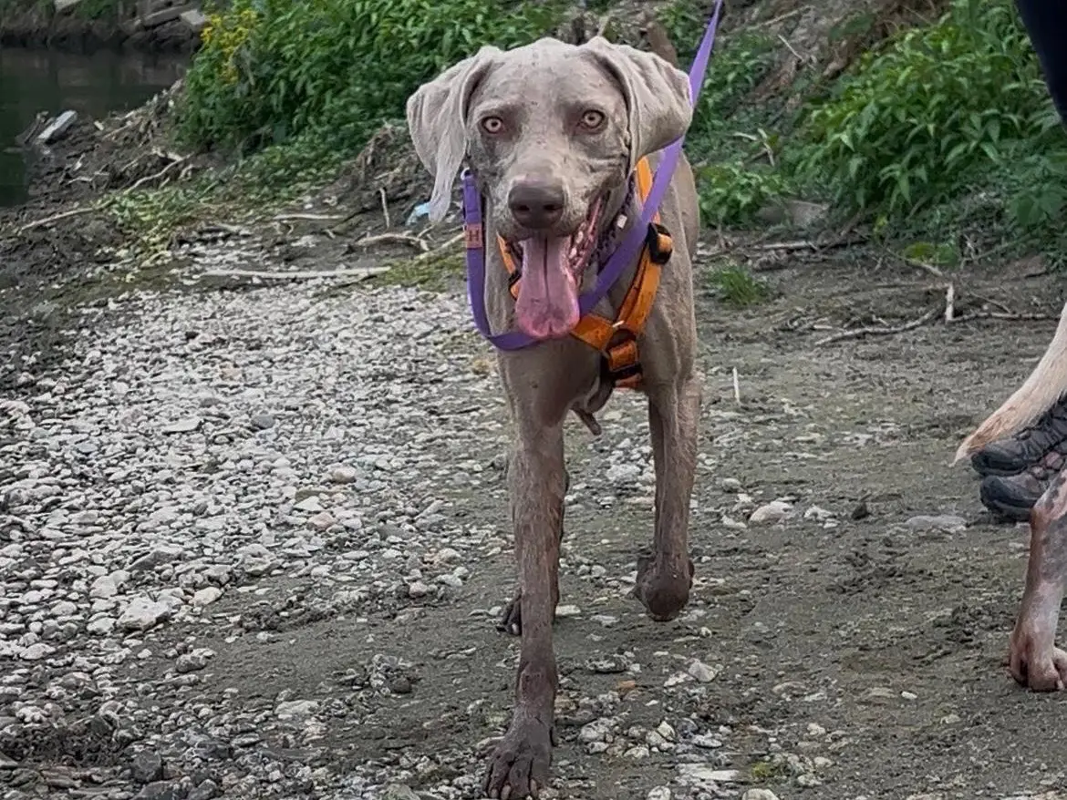 Adotta un cane, taglia media, femmina, Milano