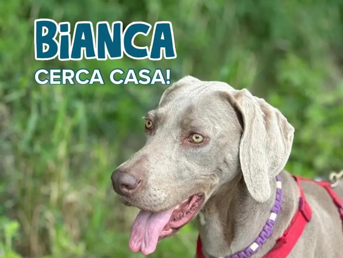 Adotta un cane, femmina, 4 anni e 1 mese, Milano