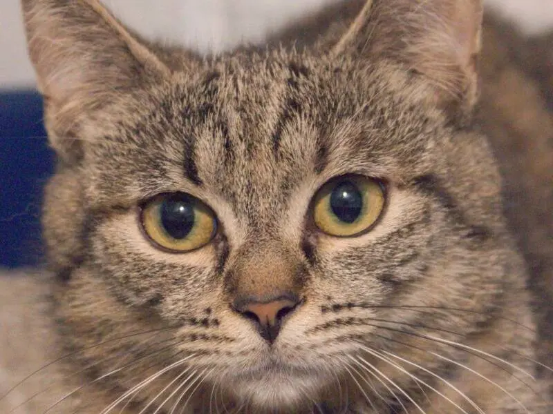 Adozione gatto, femmina, Razza sconosciuta Razza sconosciuta, 1 anno e 7 mesi, taglia non valida, Monza