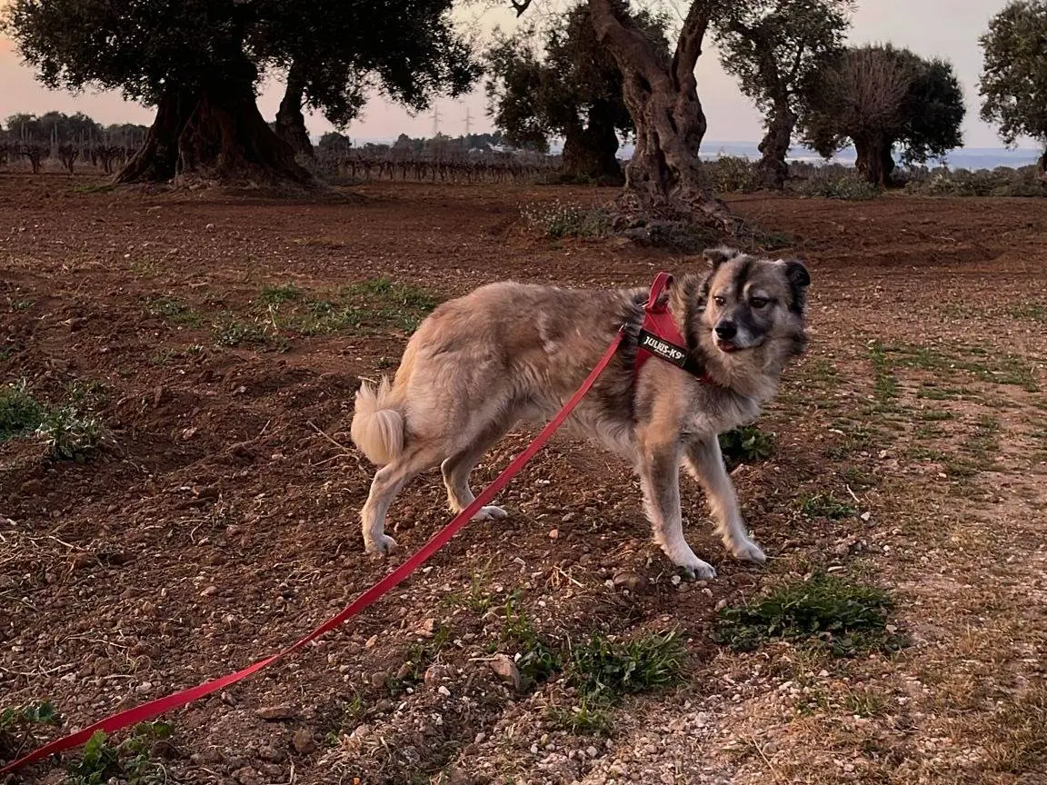 Adotta un cane, taglia media, maschio, Taranto