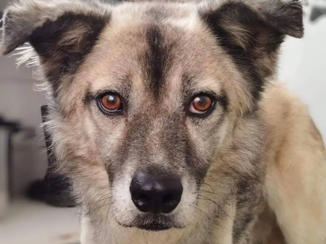 Adotta un cane, maschio, 6 anni e 11 mesi, Taranto