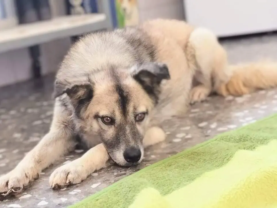 Adozione cane, maschio, meticcio, 6 anni e 11 mesi, taglia media, Taranto