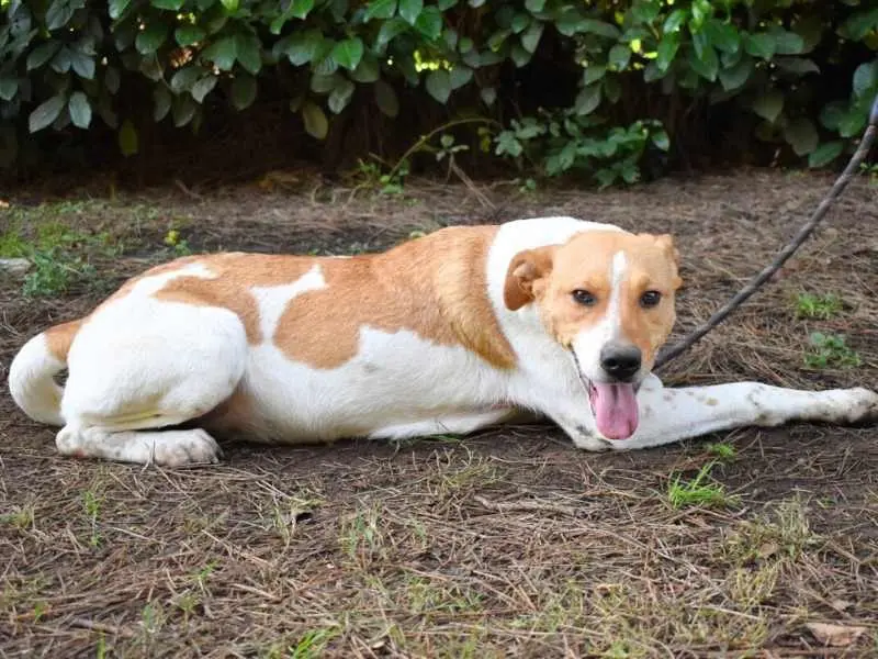 Adotta un cane, femmina, 2 anni e 6 mesi, Roma