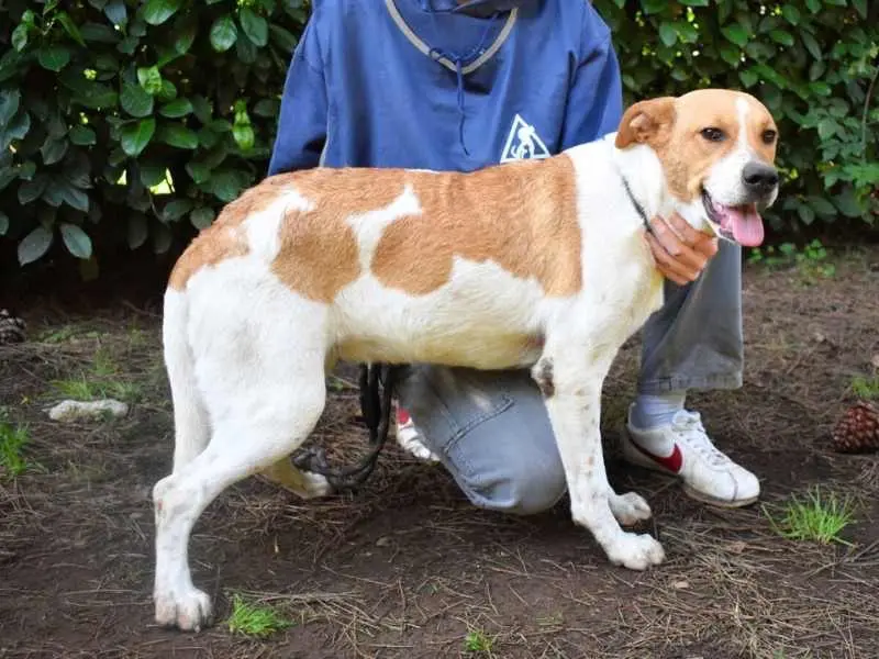 Adotta un cane, taglia media, femmina, Roma