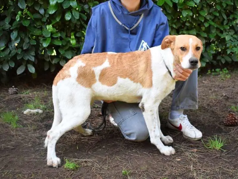 Vuoi adottare un cane a Roma?
