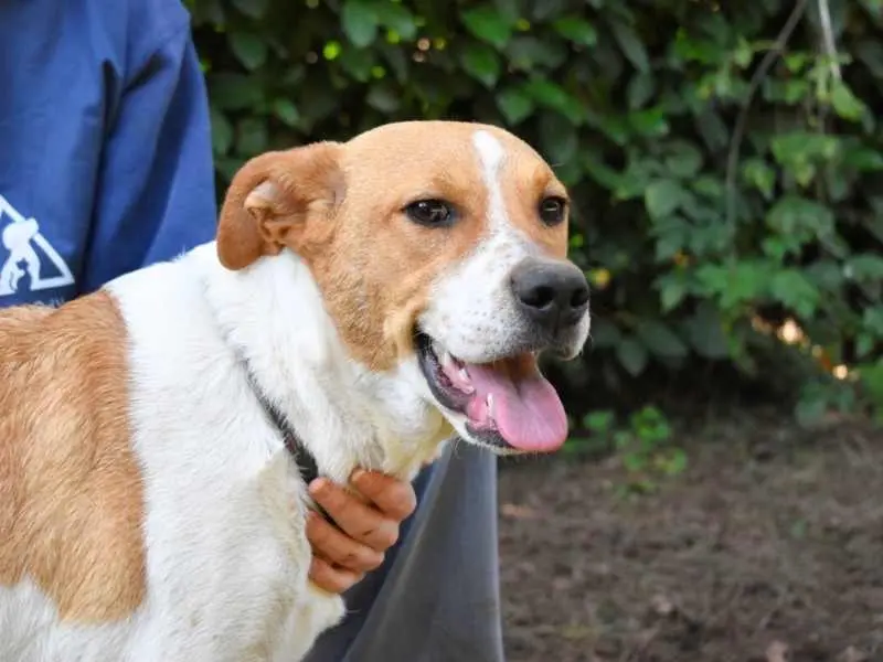 Adozione cane, femmina, Razza sconosciuta Razza sconosciuta, 2 anni e 6 mesi, taglia media, Roma
