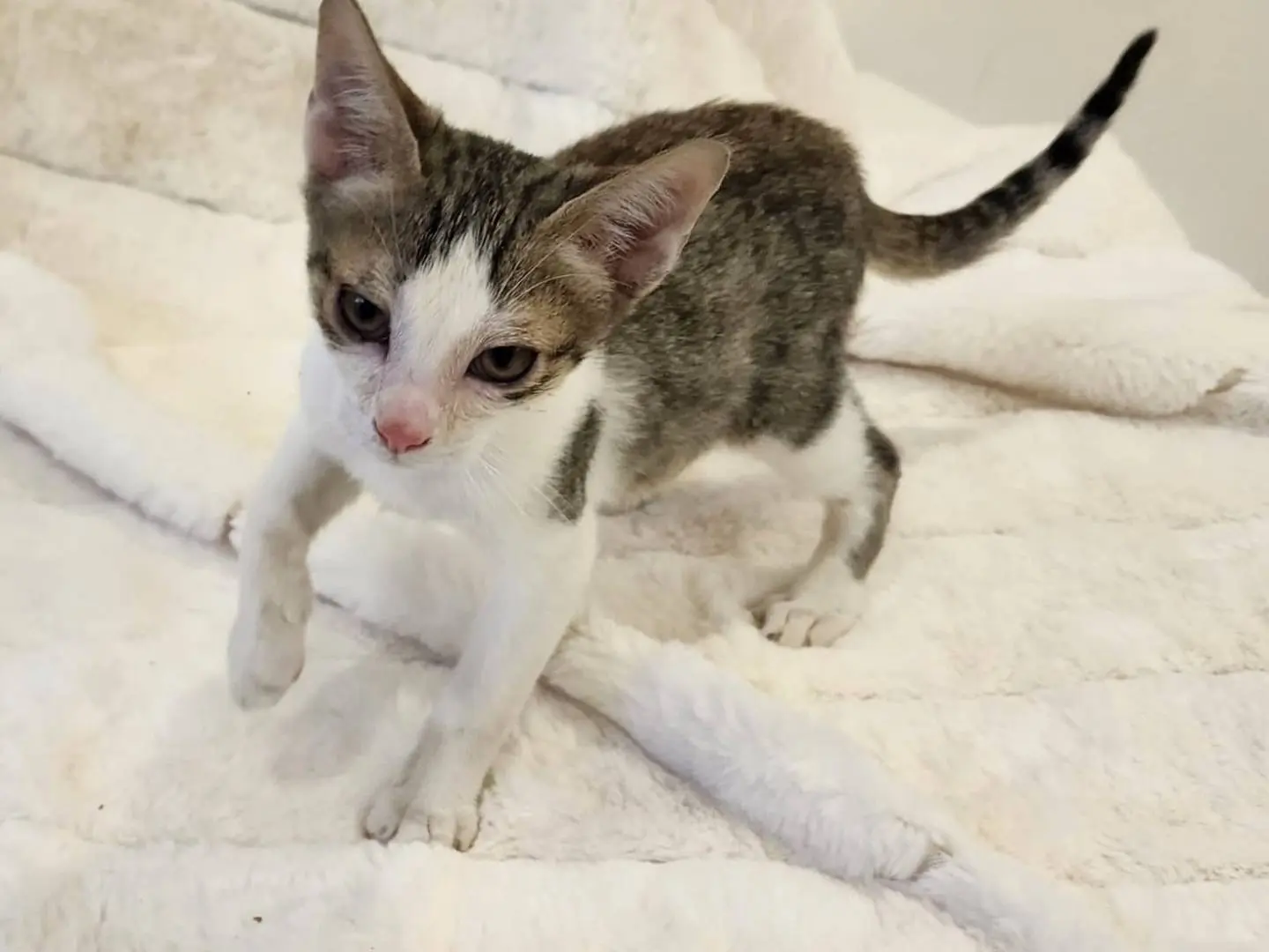 Adotta un gatto, maschio, 2 mesi, Parma
