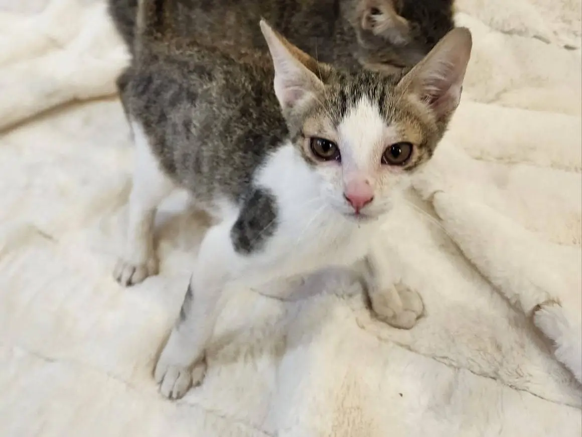 Vuoi adottare un gatto a Parma?