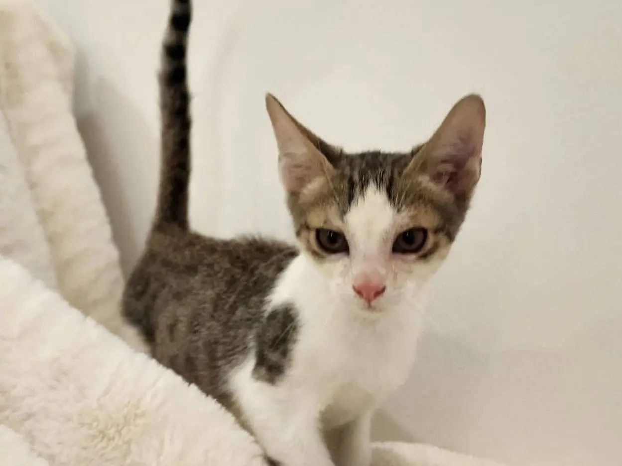 Adozione gatto, maschio, Razza sconosciuta Razza sconosciuta, 2 mesi, taglia non valida, Parma