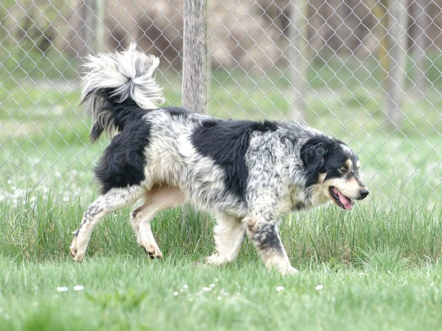 Adotta il cane Gino a Roma