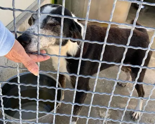 Vuoi adottare un cane a Potenza?