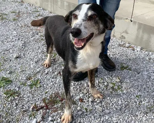 Adotta il cane Natalino a Potenza
