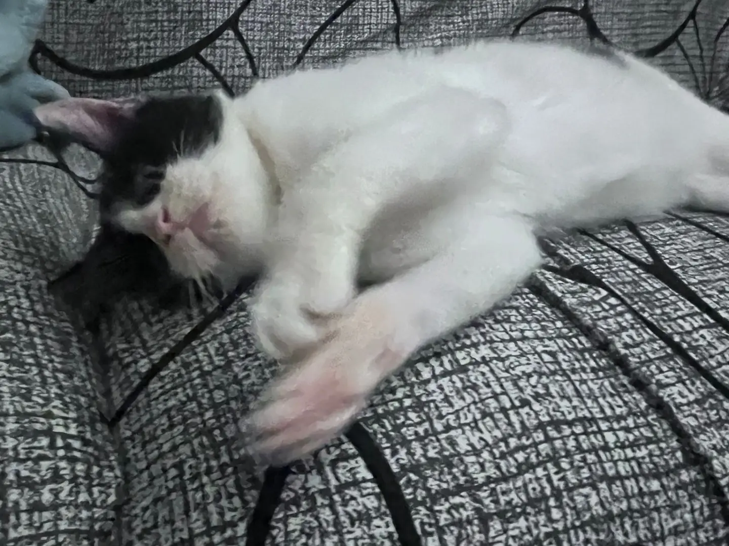 Vuoi adottare un gatto a Sassari?