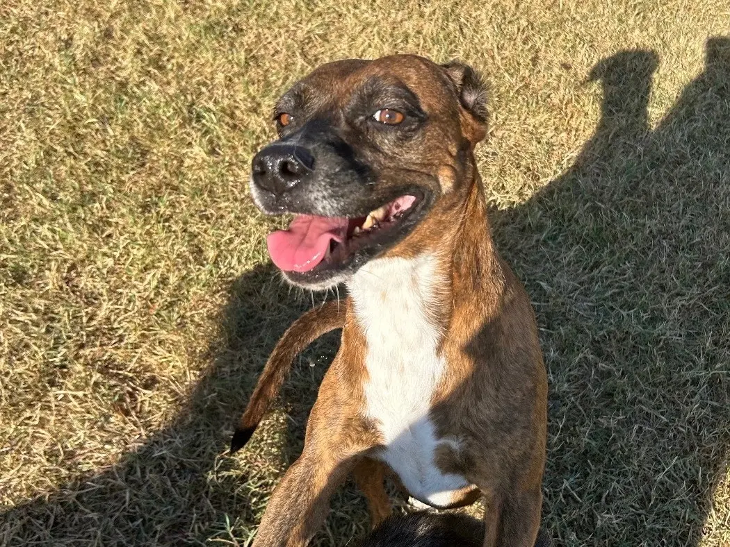 Adotta un cane, taglia media contenuta, femmina, Latina