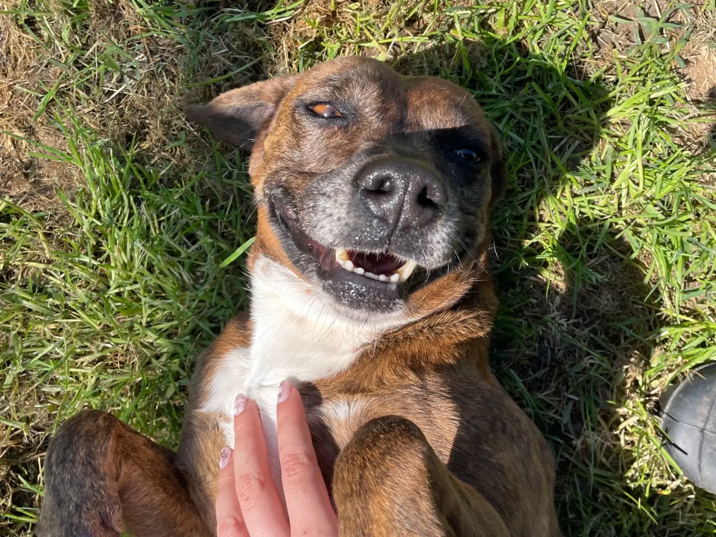 Adozione cane, femmina, Razza sconosciuta Razza sconosciuta, 7 anni e 8 mesi, taglia media contenuta, Latina