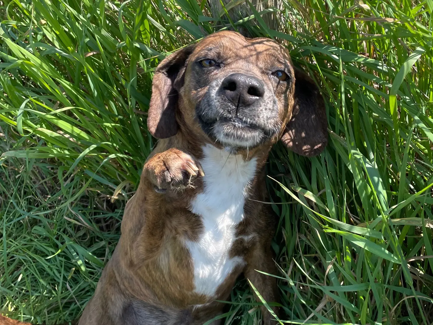 Adotta il cane Tellina a Latina