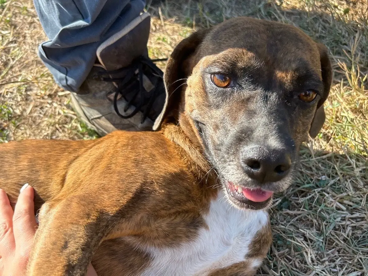 Adotta un cane, femmina, 7 anni e 8 mesi, Latina