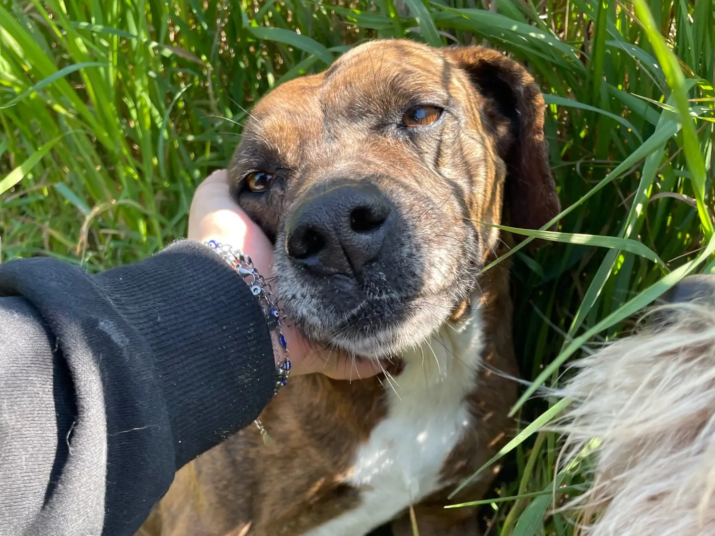 Vuoi adottare un cane a Latina?