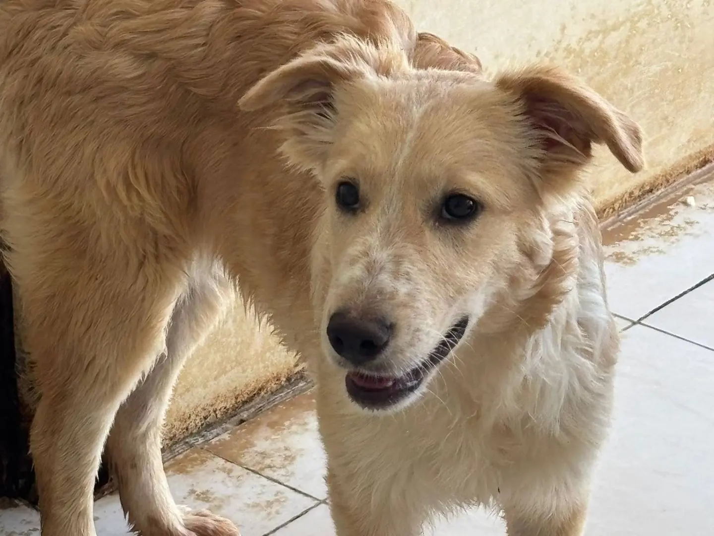 Adozione cane, femmina, Border Collie Razza sconosciuta, 1 anno e 8 mesi, taglia media, Ragusa