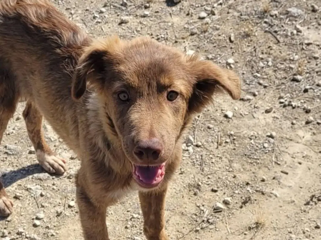 Vuoi adottare un cane a Ragusa?