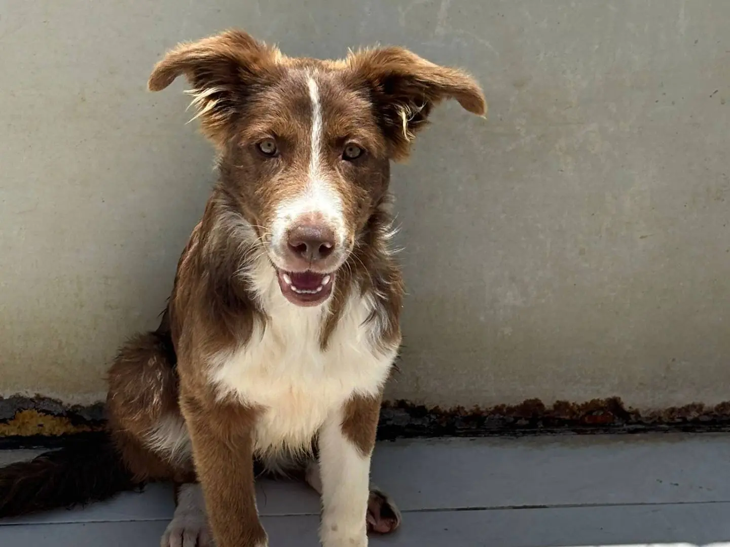 Adotta un cane, taglia media, femmina, Ragusa