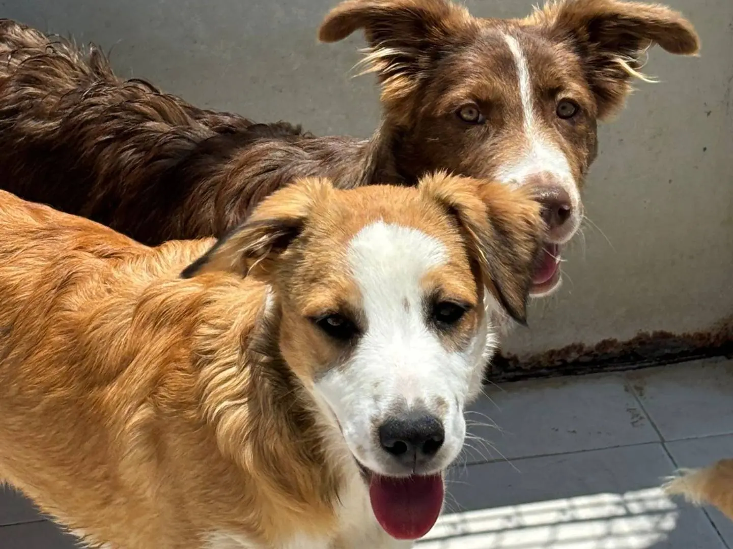 Adotta un cane, femmina, 1 anno e 8 mesi, Ragusa