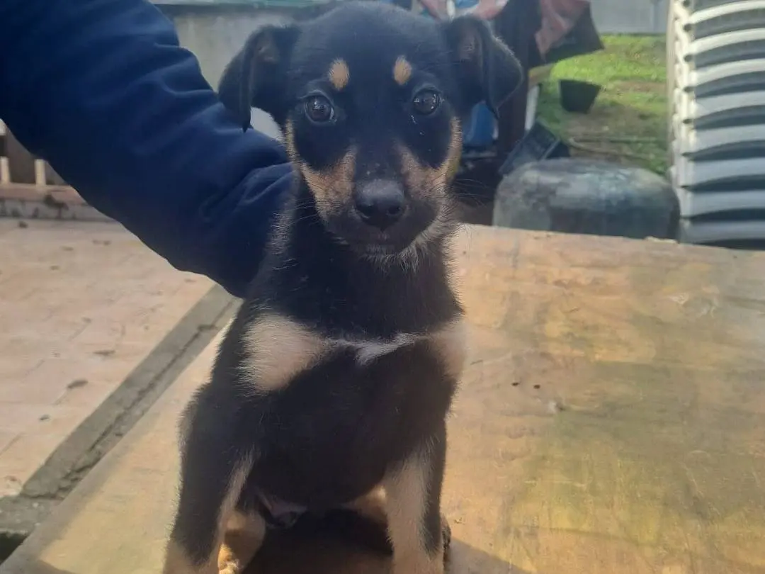 Adozione cane, femmina, Pastore tedesco Razza sconosciuta, 11 mesi, taglia media, Vibo