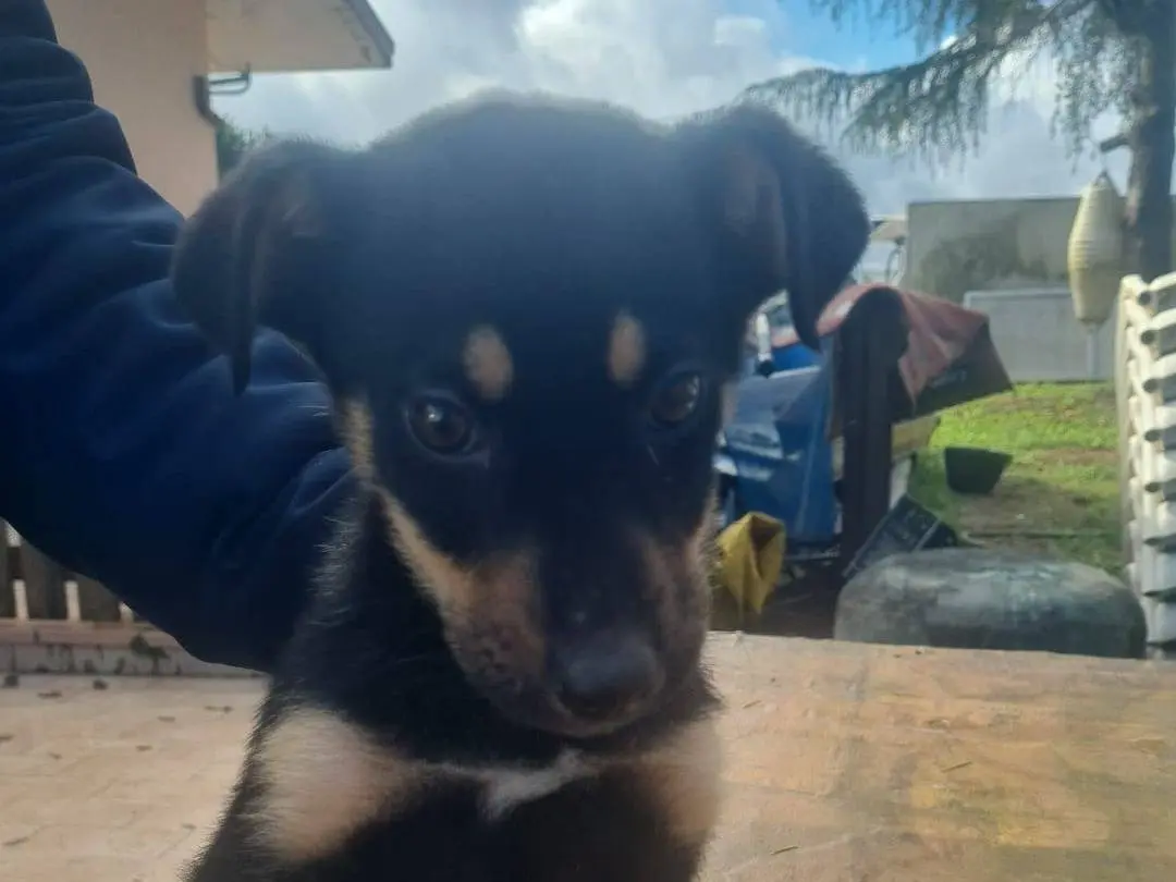Adotta un cane, femmina, 11 mesi, Vibo