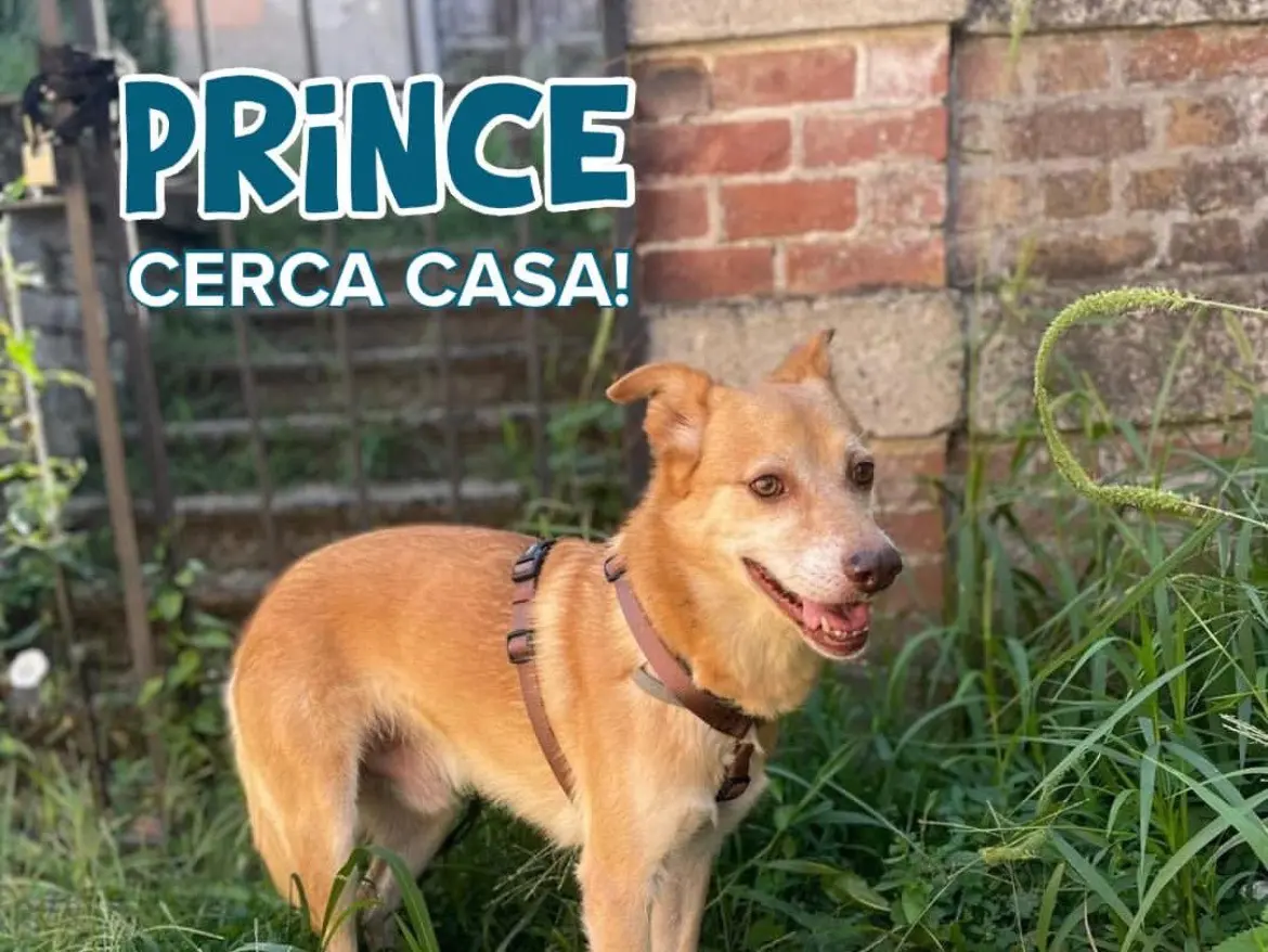 Adozione cane, maschio, Razza sconosciuta Razza sconosciuta, 11 anni e 4 mesi, taglia media, Milano