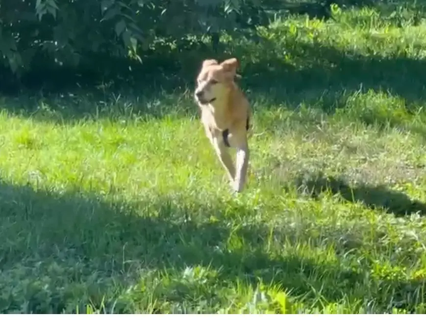 Adotta un cane, maschio, 11 anni e 4 mesi, Milano
