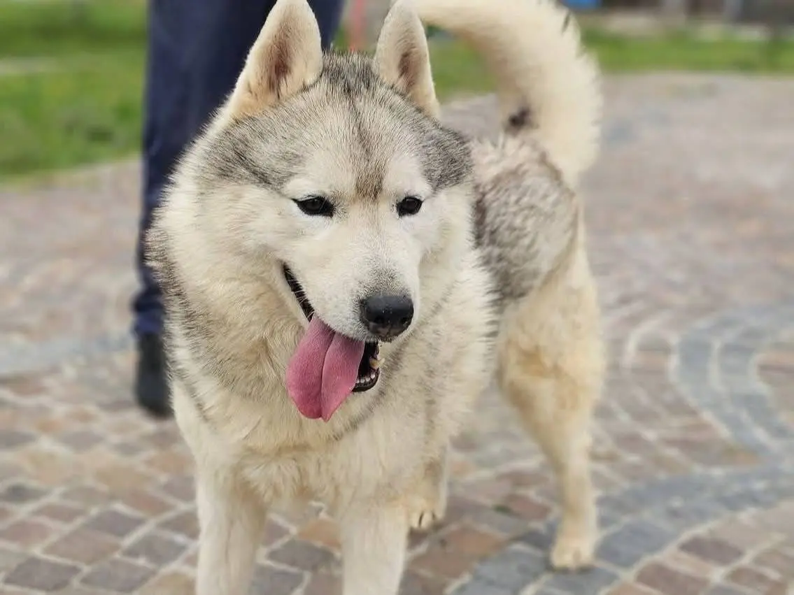 Adozione cane, maschio, Siberian Husky Razza sconosciuta, 4 anni e 7 mesi, taglia grande, Avellino