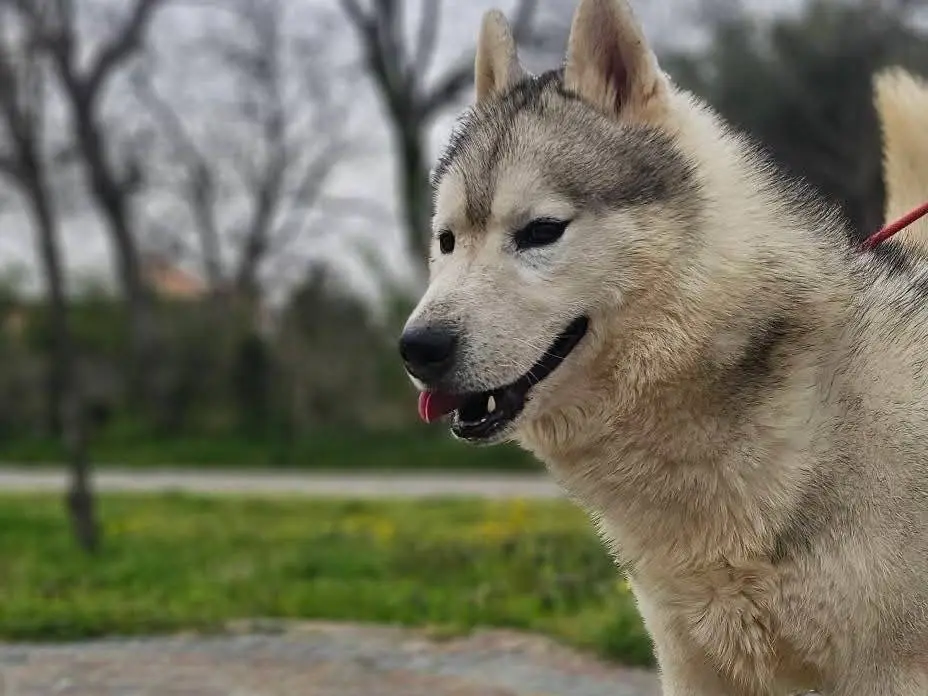 Adotta un cane, taglia grande, maschio, Avellino