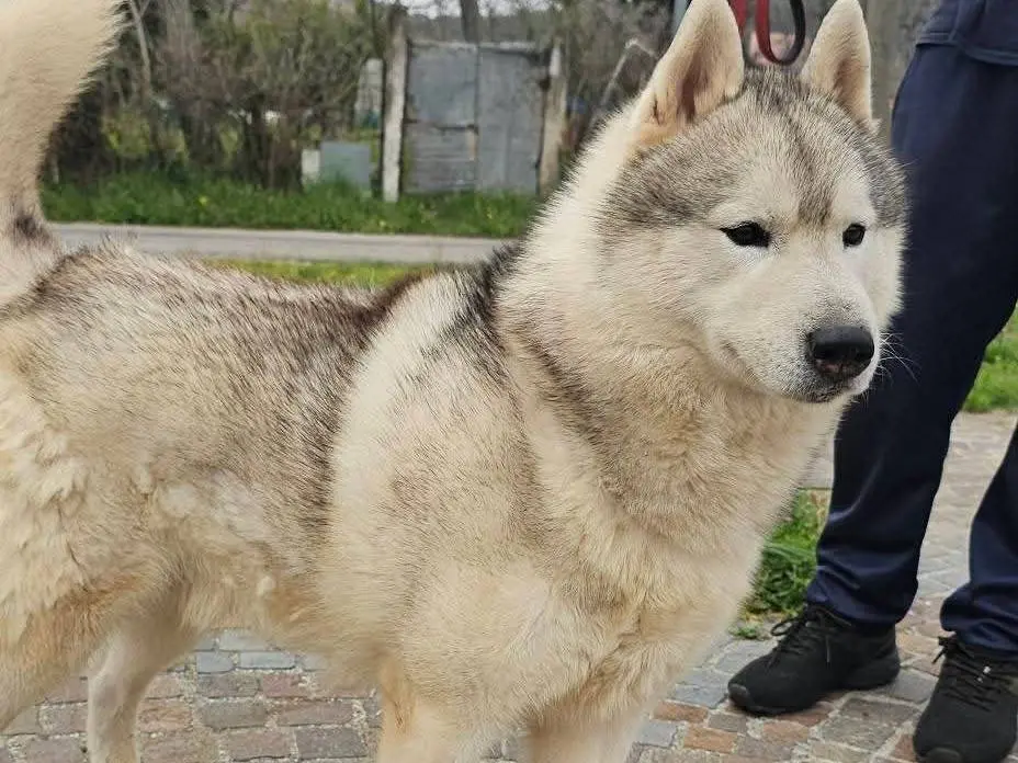 Adotta un cane, maschio, 4 anni e 7 mesi, Avellino