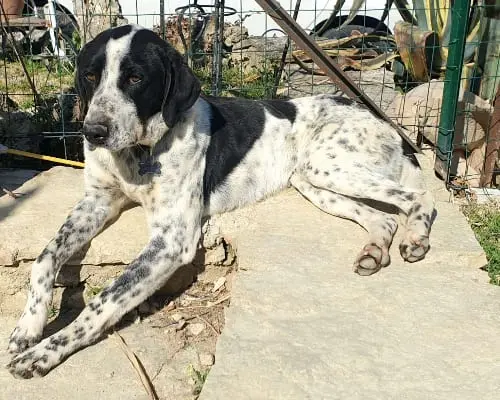 Foto 3 dell'animale