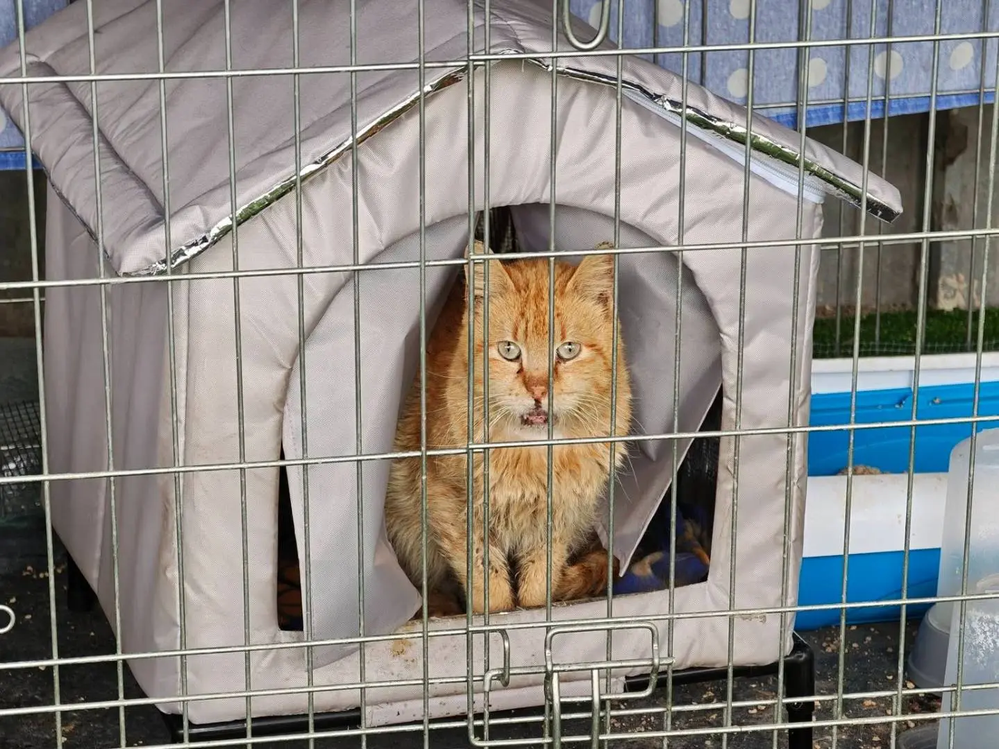 Adozione gatto, maschio, Razza sconosciuta Razza sconosciuta, 2 anni e 9 mesi, taglia non valida, Caserta