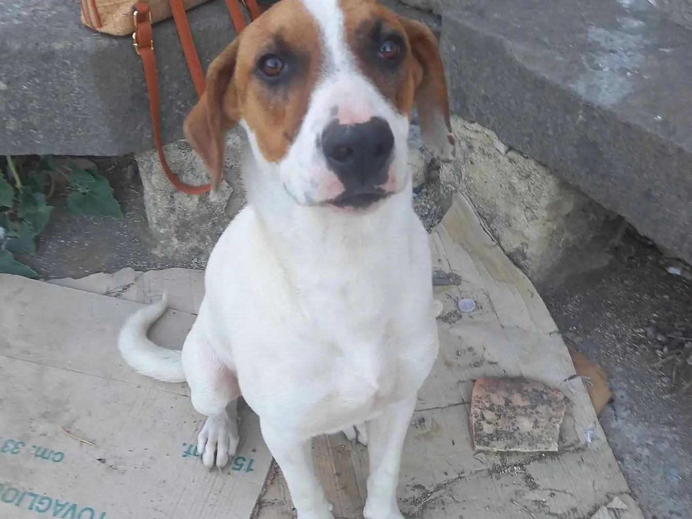 Adozione cane, maschio, meticcio, 3 anni e 7 mesi, taglia media, Catania