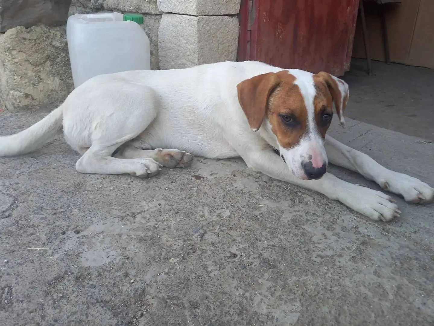 Adotta un cane, taglia media, maschio, Catania
