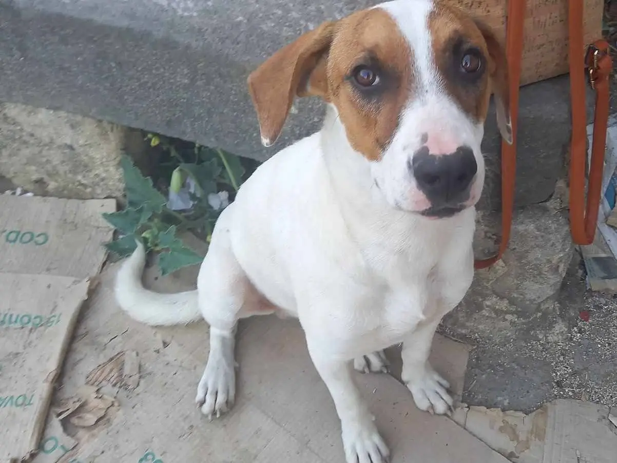Adotta un cane, maschio, 3 anni e 7 mesi, Catania