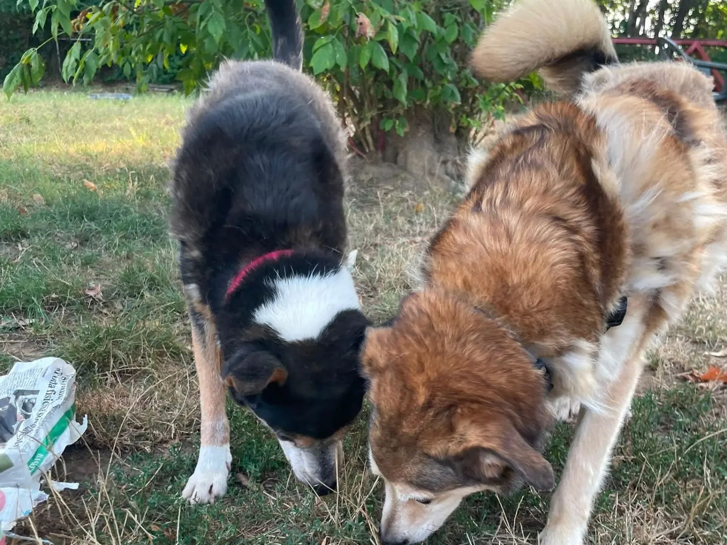 Adotta un cane, maschio, 7 anni e 9 mesi, Pavia