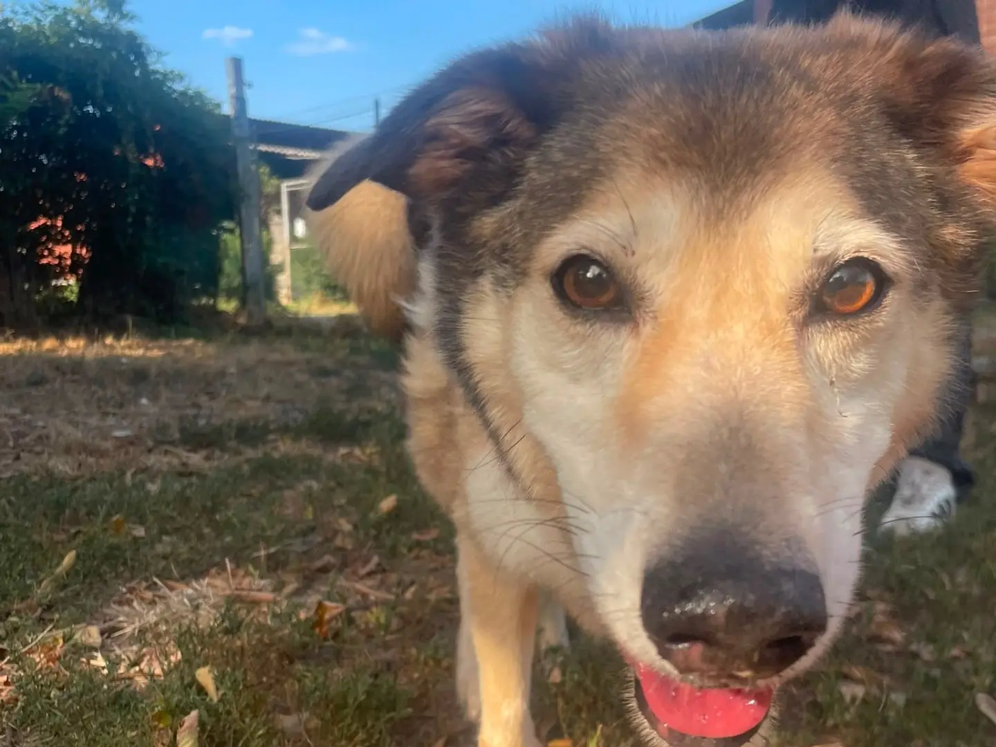 Adozione cane, maschio, Razza sconosciuta Razza sconosciuta, 7 anni e 9 mesi, taglia media, Pavia