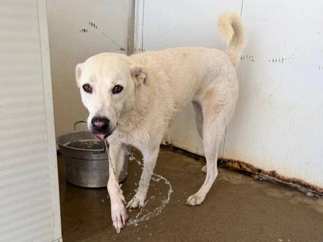 Adozione cane, femmina, Razza sconosciuta Razza sconosciuta, 3 anni e 3 mesi, taglia media, Sassari