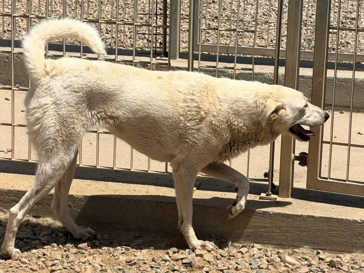 Adotta un cane, femmina, 3 anni e 3 mesi, Sassari