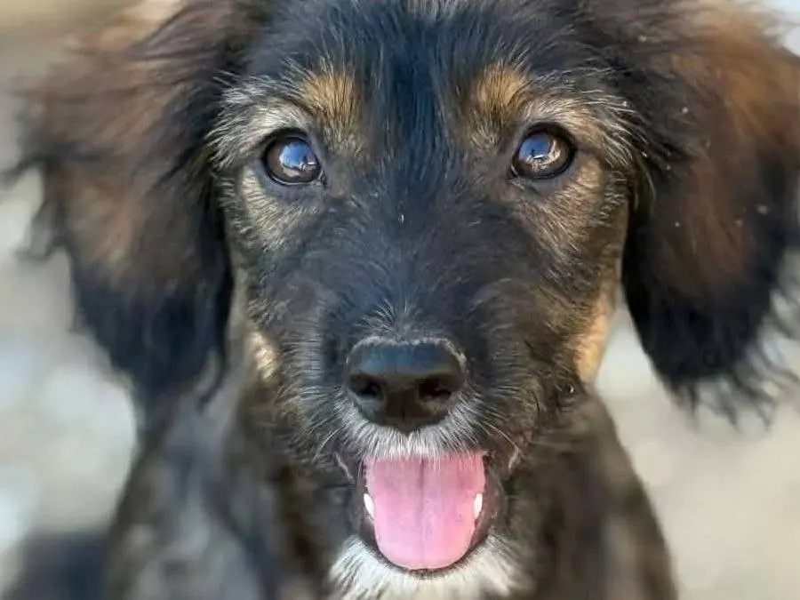 Adotta un cane, femmina, 6 mesi, Firenze
