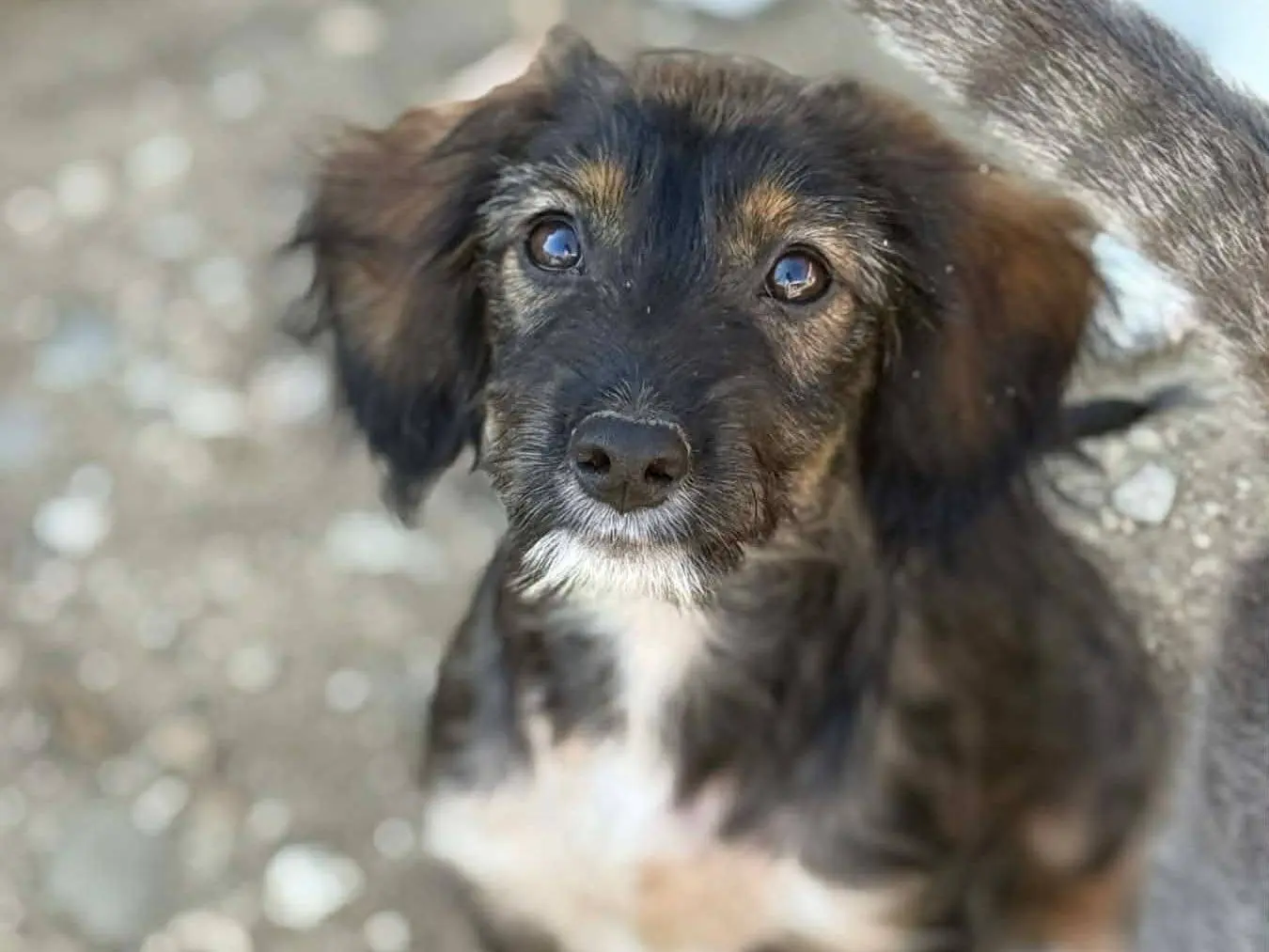 Adozione cane, femmina, Razza sconosciuta Razza sconosciuta, 6 mesi, taglia piccola, Firenze