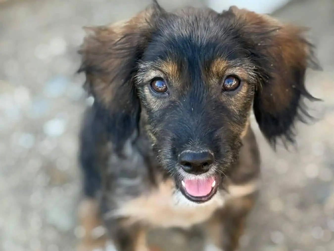 Adotta un cane, taglia piccola, femmina, Firenze