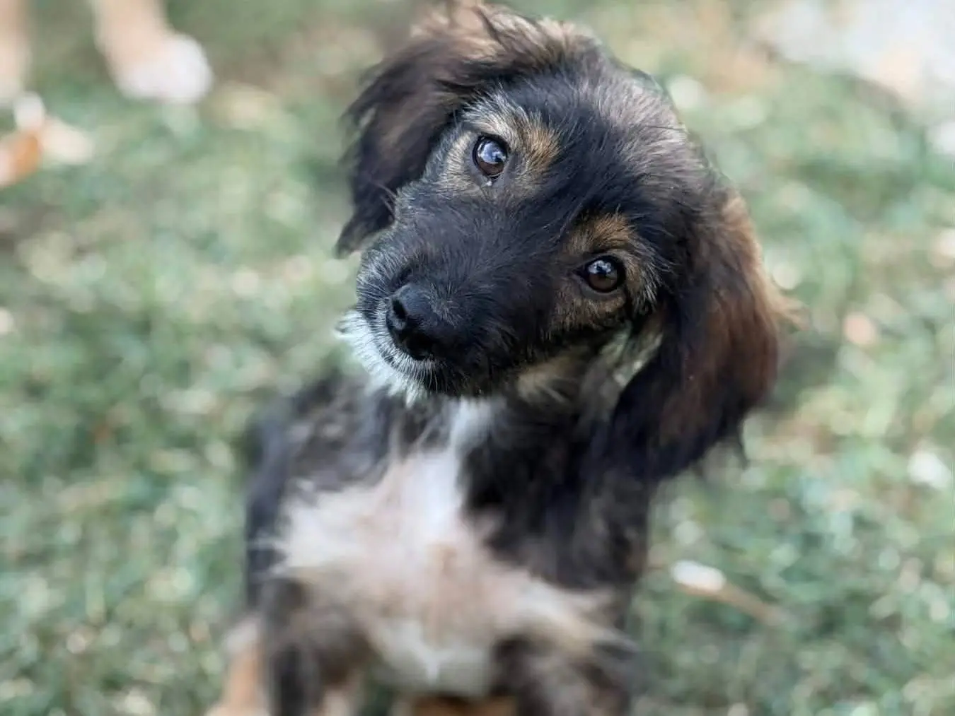 Vuoi adottare un cane a Firenze?