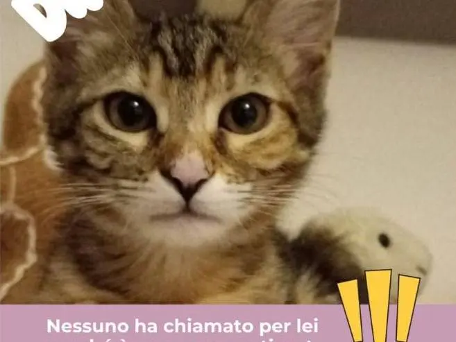 Foto 1 dell'animale